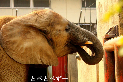 ゾウさんの写真満載のブログ：やぁ！とべとべずー