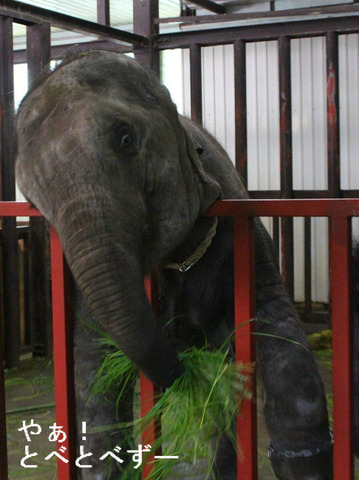 ゾウの写真満載のブログ:やぁ!とべとべずー