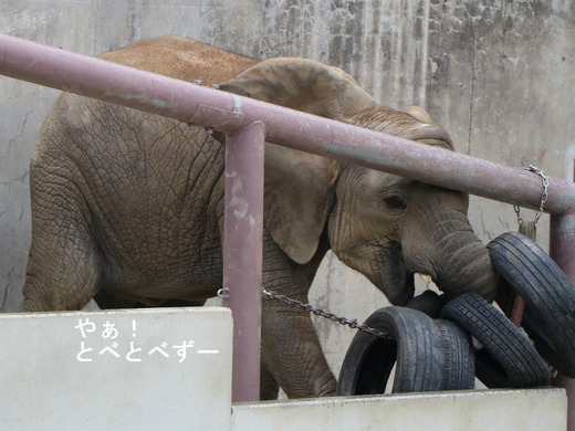 ６歳になったアフリカゾウの子象の砥愛ちゃん