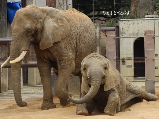 とべ動物園ブログ：砥愛、まんぷく、リュウト、フー、ティア