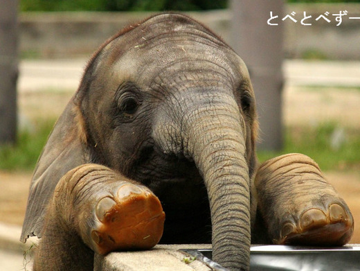 とべ動物園アフリカゾウのブログ：やぁ！とべとべずー