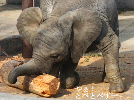 多摩動物公園アフリカゾウの砥夢くんの妹の砥愛ちゃん