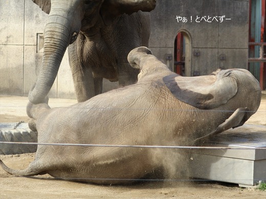 とべ動物園ブログ:やぁ!とべとべずー