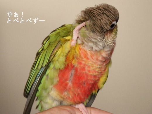 カイカイをするウロコインコの『もみじ』さん