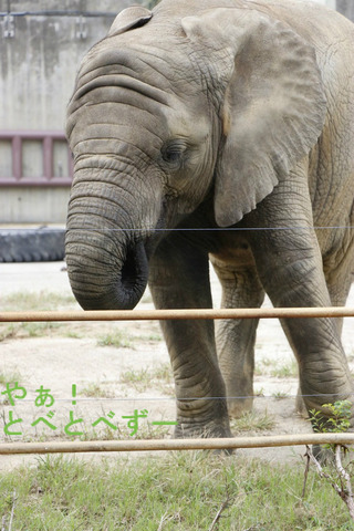 とべ動物園アフリカゾウ:砥愛
