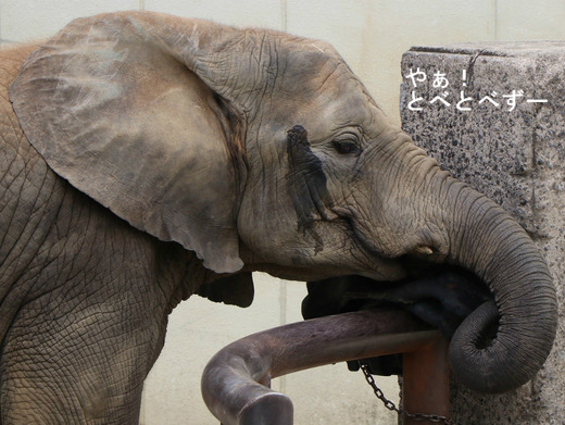 とべ動物園アフリカゾウのブログ：やぁ！とべとべずー
