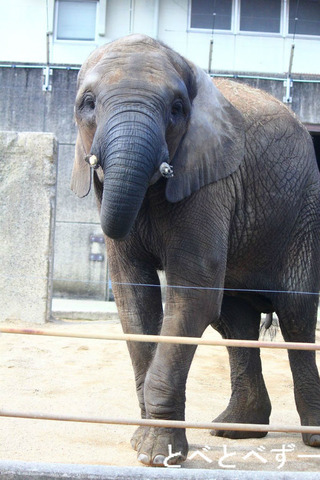 アフリカゾウ・媛（ひめ）：砥夢くん、砥愛ちゃんのお姉さんゾウ