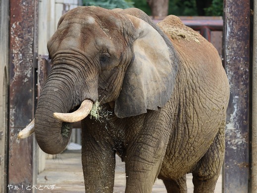 とべ動物園アフリカゾウ：リカさん（メス、推定３９歳）