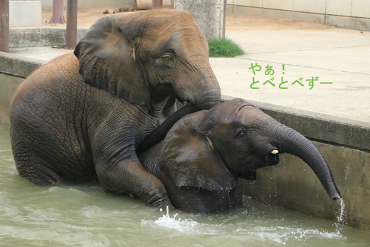 プールで遊ぶアフリカゾウの姉妹：媛ちゃん、砥愛ちゃん