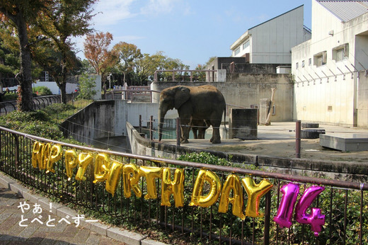 とべ動物園アフリカゾウのブログ：やぁ！とべとべずー