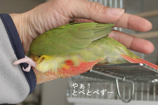 ウロコインコ（パイナップル）のブログ