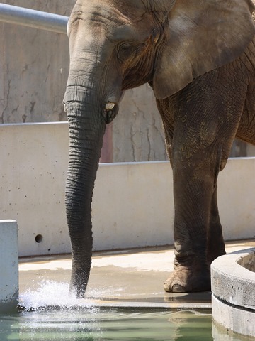 とべ動物園アフリカゾウ：媛ちゃん（メス、１８歳）