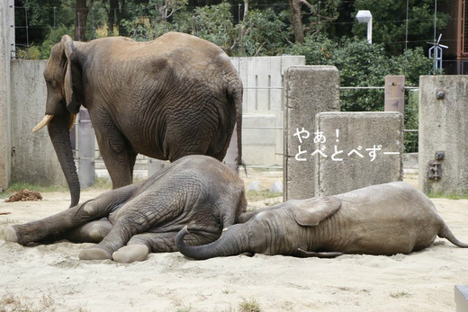 アフリカゾウの写真満載のブログ:やぁ!とべとべずー