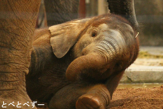『レトロな旅時間ポルトガルへ』のカメラマンのブログ