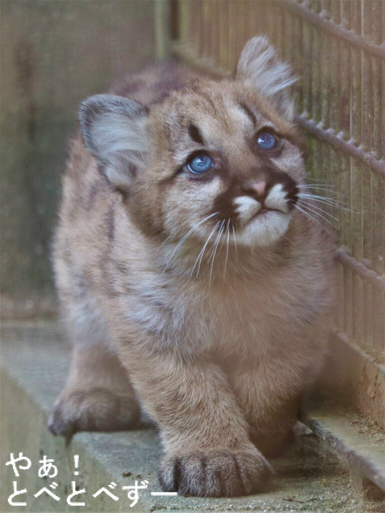 臨時増刊号 ピューマの赤ちゃん誕生 やぁ とべとべずー与茂駄 よもだ くあとろ とべ動物園で暮らすアフリカゾウのブログ