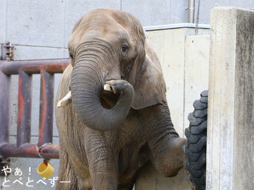 とべ動物園アフリカゾウのブログ:やぁ!とべとべずー