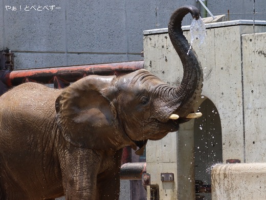 とべ動物園アフリカゾウのブログ：やぁ！とべとべずー