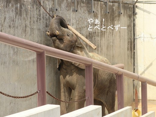 とべ動物園アフリカゾウ:媛ちゃん(メス、11歳)