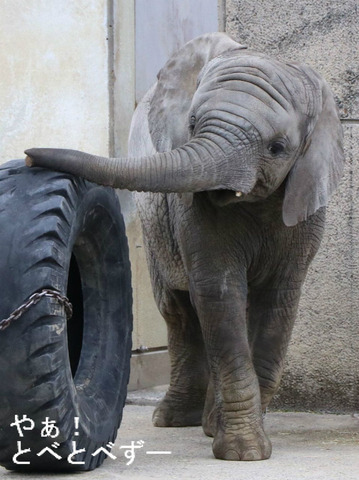 アフリカゾウの写真満載の