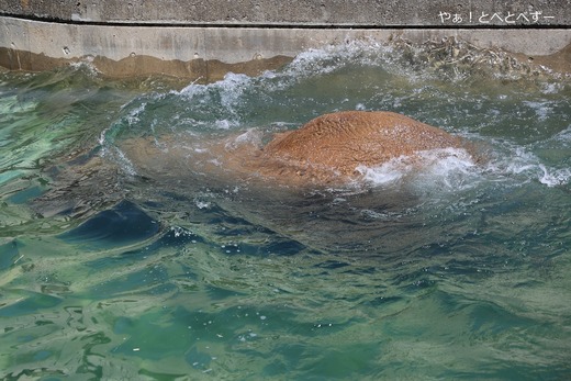 アフリカゾウの写真満載のブログ：やぁ！とべとべずー