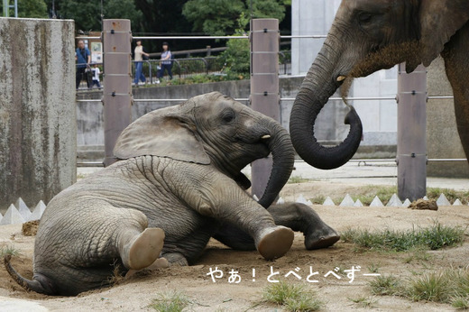 とべ動物園アフリカゾウ：