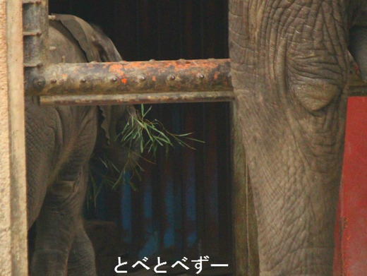とべ動物園アフリカゾウの写真満載のブログ:やぁ!とべとべずー