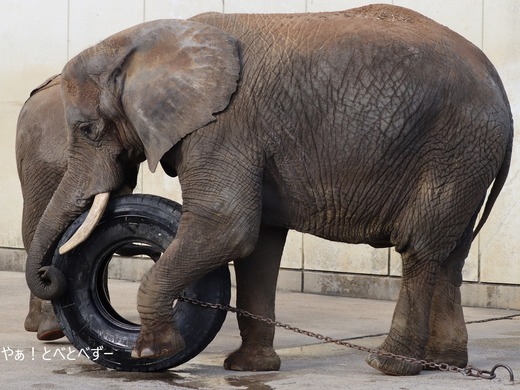 とべ動物園アフリカゾウ：アフ、リカ、媛、砥夢、砥愛