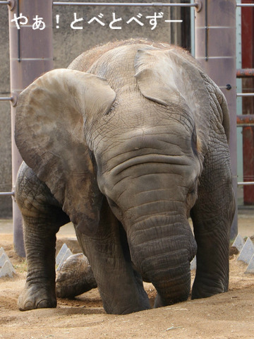 とべ動物園アフリカゾウのブログ：やぁ！とべとべずー