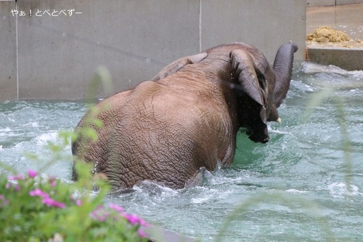日本で最年少のアフリカゾウ:砥愛ちゃん(愛媛県立とべ動物園)