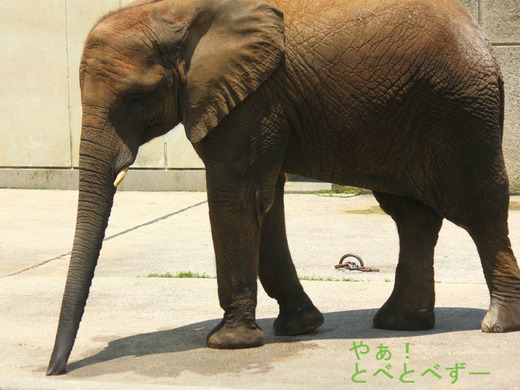 日本で初めて人工哺育で育ったアフリカゾウの媛ちゃん