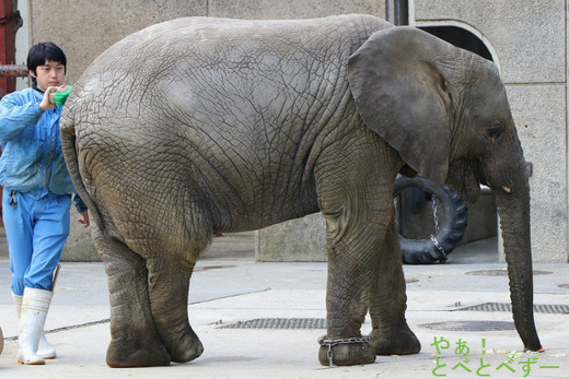 アフリカゾウ、アジアゾウ大好きブログ：やぁ！とべとべずー