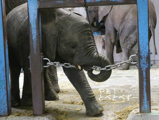アフ父さんの部屋で遊ぶ末娘の砥愛ちゃん
