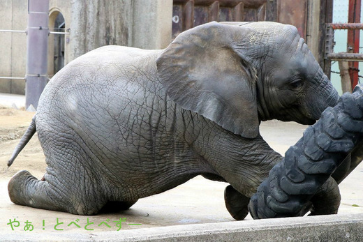 とべ動物園ブログ:やぁ!とべとべずー