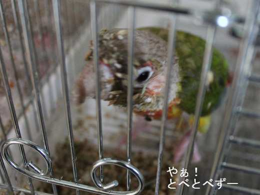 ウロコインコのもみじさんの水浴び