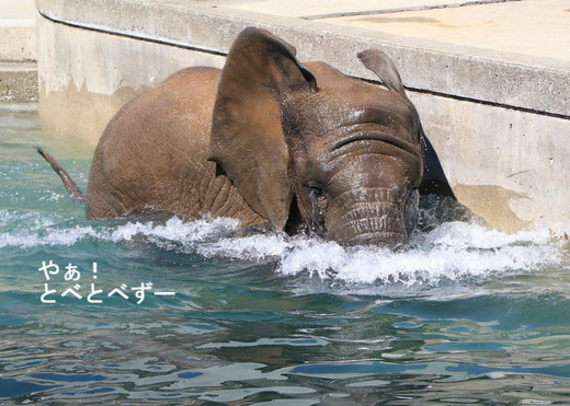 アフリカゾウ、アジアゾウ大好きブログ：やぁ！とべとべずー
