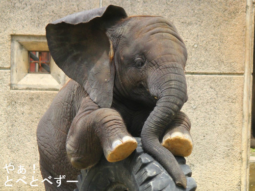 動物園に設置された遊具で遊ぶアフリカゾウの子供