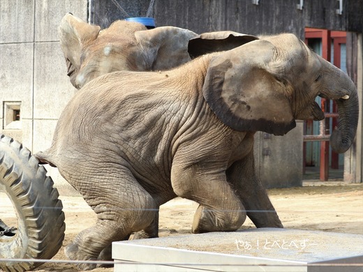 とべ動物園アフリカゾウ:砥愛ちゃん(メス、7歳)