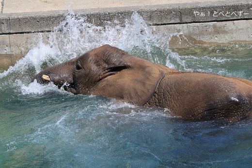 プールで遊ぶアフリカゾウ＠愛媛県立とべ動物園