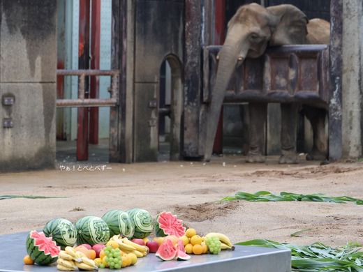 とべ動物園アフリカゾウ：媛ちゃん（メス、１９歳）