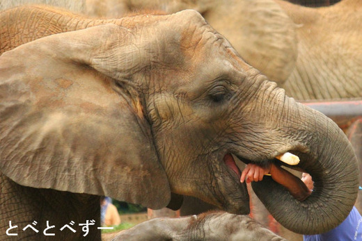 とべ動物園イベント情報:アフリカゾウ媛ちゃんの8歳誕生会 (11/8)
