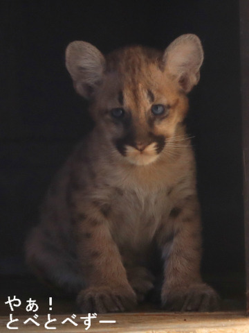 とべ動物園ブログ：ゾウ、ホッキョクグマ、サーバル、ピューマ