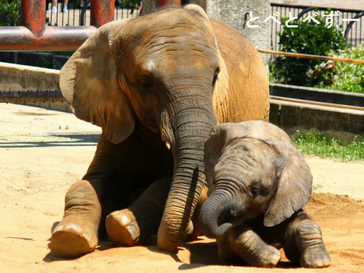 とべ動物園アフリカゾウのブログ:やぁ!とべとべずー