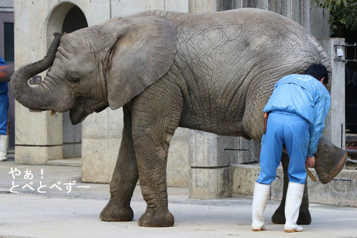 日本で唯一アフリカゾウの子象が見らえる愛媛県立とべ動物園