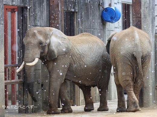 雪とアフリカゾウのリカ＠愛媛県立とべ動物園