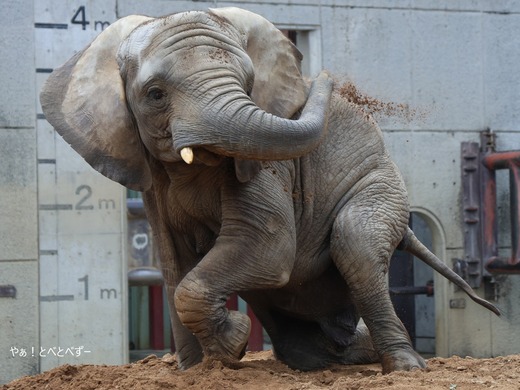 アフリカゾウ、アジアゾウ大好きブログ：やぁ！とべとべずー