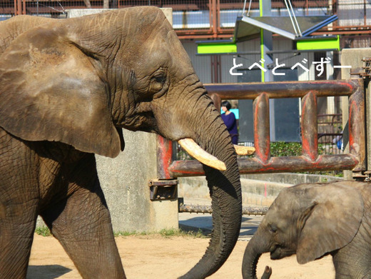 日本で唯一アフリカゾウの親子が暮らす愛媛県立砥部動物園