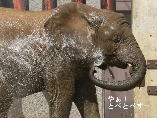 水浴びをするアフリカゾウの子象