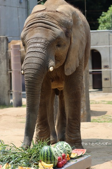 砥愛ちゃん１２歳のお誕生会