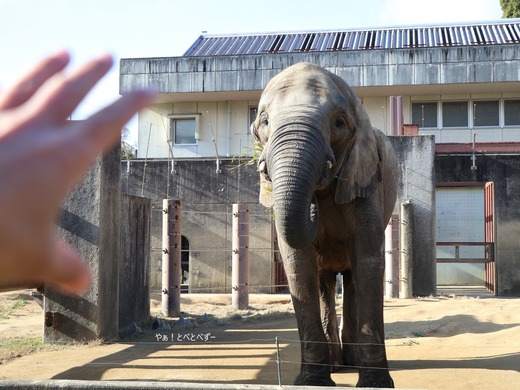 とべ動物園アフリカゾウのブログ：やぁ！とべとべずー