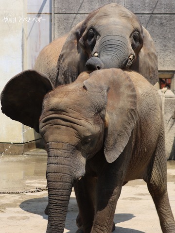 とべ動物園アフリカゾウ:砥愛ちゃん(メス、9歳)
